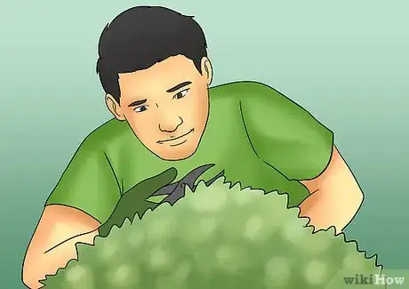 Image titled Prune Tardiva Hydrangea Step 7