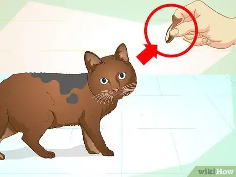 Image titled Teach Your Cat to Do Tricks Step 2