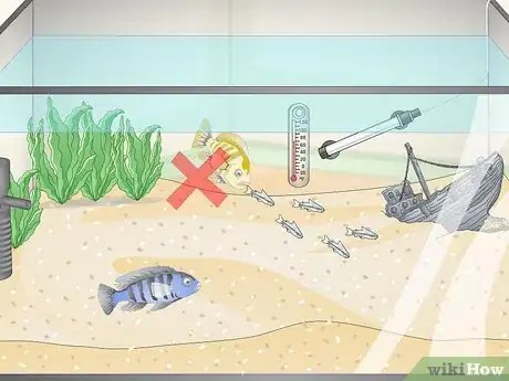 Image titled Determine Which Breed of Corydoras is Best for Your Aquarium Step 4