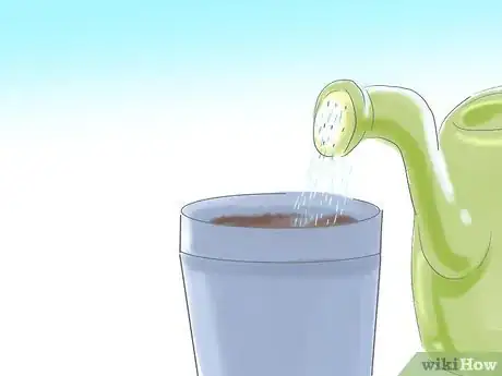 Image titled Grow Butterfly Weed Step 14