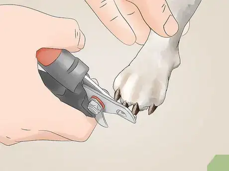 Image titled Keep a House Clean when You Have a Dog Step 12