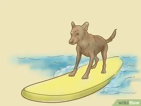 Image titled Teach Your Dog to Surf Step 8Bullet2