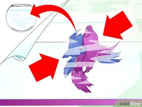 Image titled Make a Female Betta Community Step 2