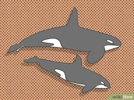 Image titled Identify an Orca Whale Step 3Bullet3