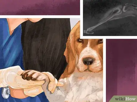 Image titled Diagnose Bone Diseases in Growing Dogs Step 6