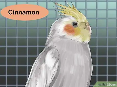 Image titled Pick a Cockatiel Step 16