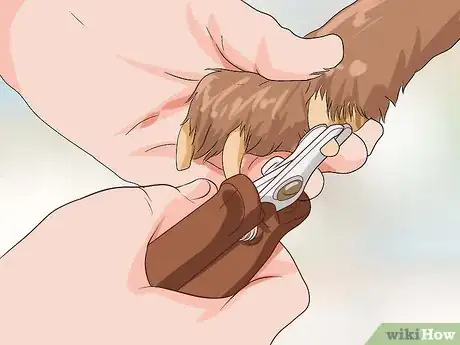 Image titled Put Nail Polish on Your Dog's Nails Step 2