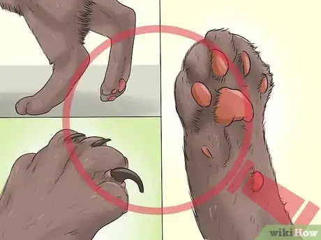 Image titled Treat a Limping Cat Step 13