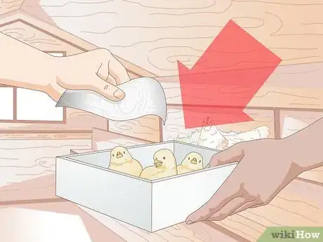 Image titled Properly Care for Your Chicks and Older Chickens Step 1