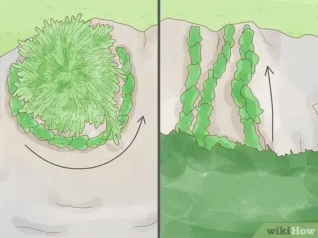 Image titled Identify Bryophytes Step 11