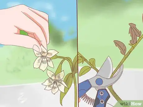 Image titled Prune Jasmine Step 10