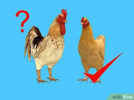 Image titled Feed Chickens Organically Step 12