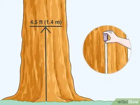Image titled Measure Tree Size Step 1