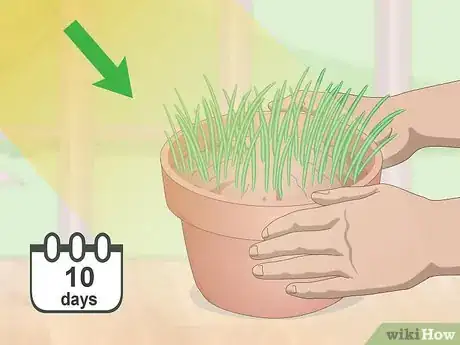 Image titled Make a Grass Pot for Cats Step 5