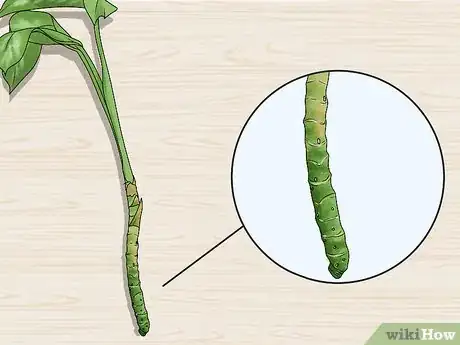 Image titled Grow Chinese Evergreens (Aglaonema) Step 16