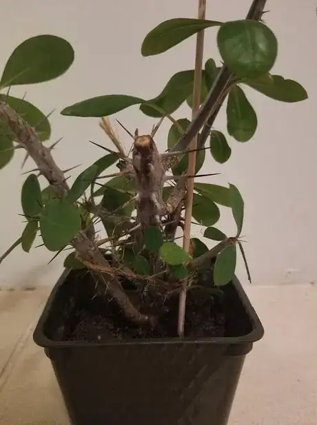 Image titled Stakesucculent