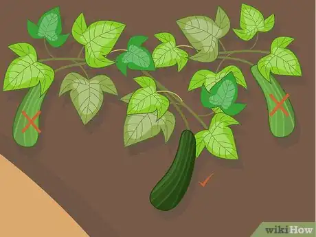 Image titled Harvest Zucchini Step 04