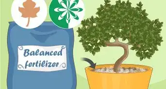 Revive a Bonsai Tree