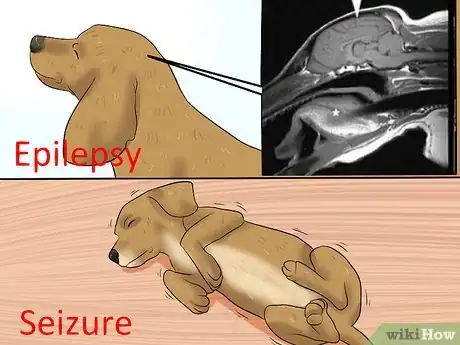 Image titled Diagnose Epilepsy in Beagles Step 5
