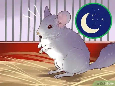 Image titled Know if a Chinchilla Is Right for You Step 1