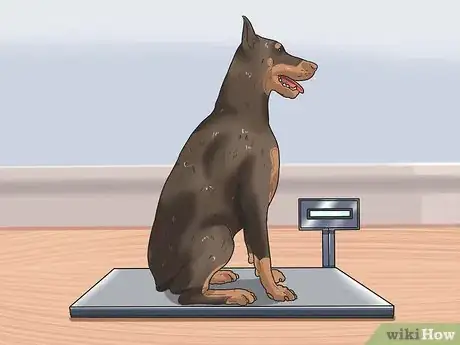 Image titled Calculate Dog Years Step 10