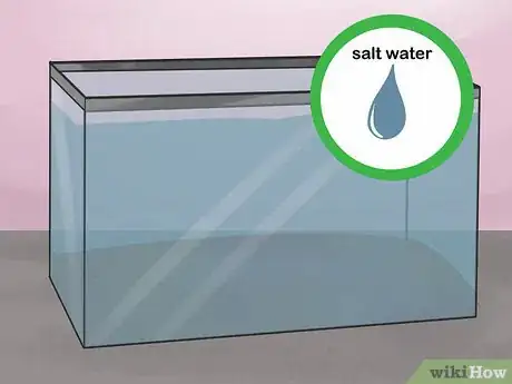 Image titled Care for a Seahorse Step 4