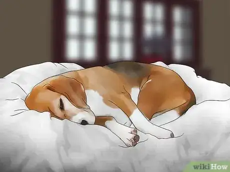 Image titled Stop Your Pets from Eating Cicadas Step 5