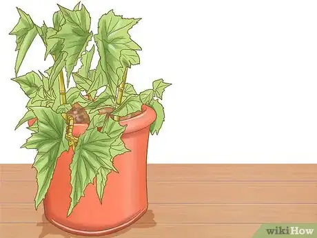 Image titled Grow Miniature Houseplants Step 3