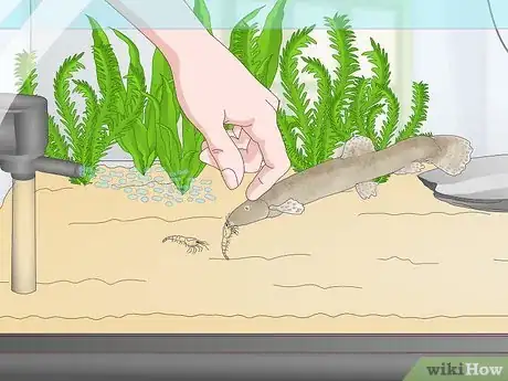 Image titled Keep Japanese Weather Loaches Step 9