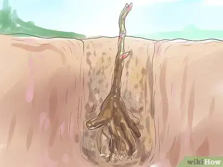 Image titled Plant Peonies Step 12