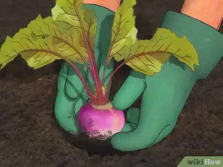 Image titled Grow Turnips Step 12