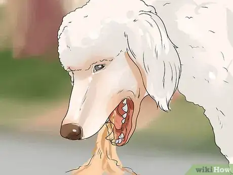 Image titled Treat Canine Leptospirosis Step 1