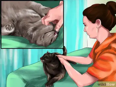 Image titled Treat a Cat with Acupuncture Step 11