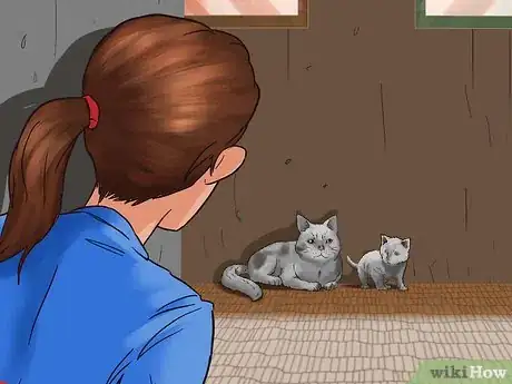 Image titled Earn the Trust of a Feral Kitten Step 7