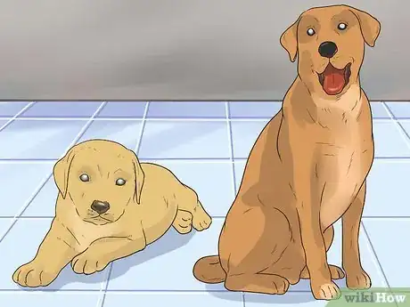 Image titled Diagnose Cataracts in Labrador Retrievers Step 4