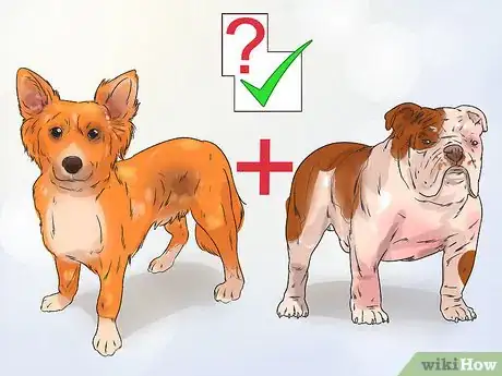 Image titled Avoid Crossbreeding As a Dog Breeder Step 10