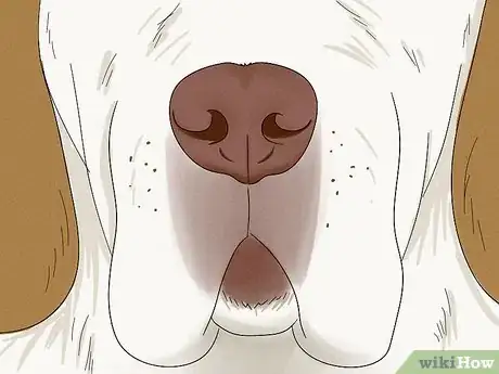 Image titled Identify a Clumber Spaniel Step 5