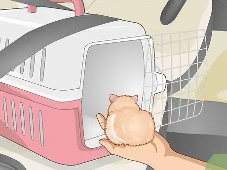 Image titled Transport a Guinea Pig Step 4