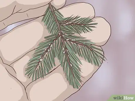 Image titled Care for a Living Christmas Tree Step 3