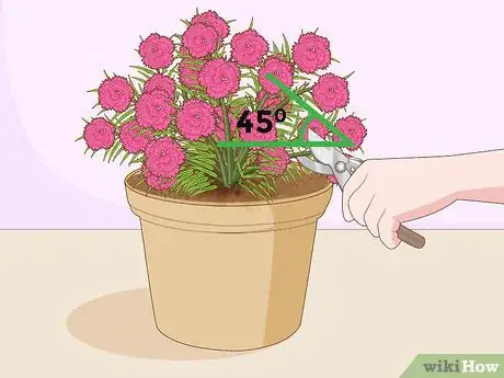 Image titled Water Carnations Step 6