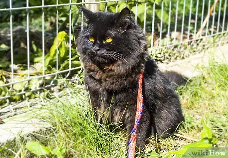 Image titled Take a Cat for a Walk Step 8