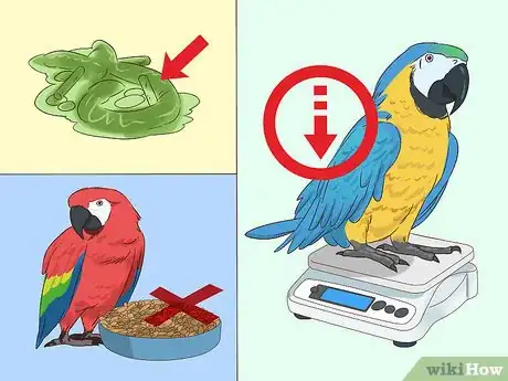 Image titled Treat Macaw Wasting Disease Step 1