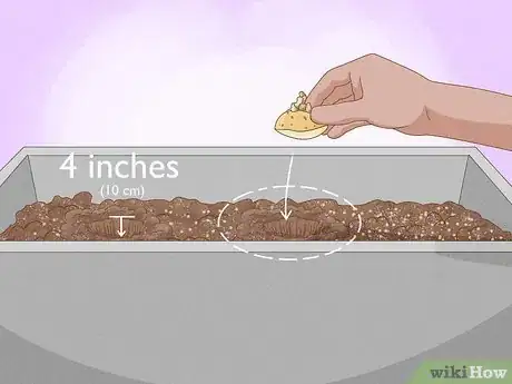 Image titled Grow Irish Potatoes Step 14