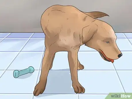 Image titled Diagnose Cataracts in Labrador Retrievers Step 3