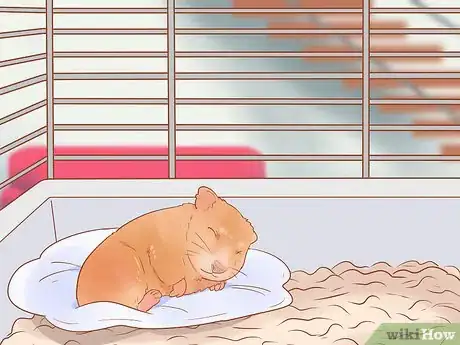Image titled Introduce a New Hamster to Your Home Step 15