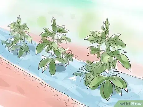 Image titled Plant Peonies Step 14