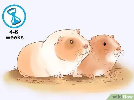 Image titled Neuter Your Guinea Pig Step 8