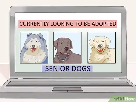 Image titled Encourage Senior Dog Adoption Step 5