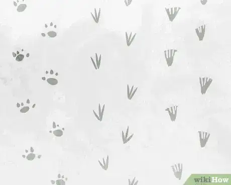 Image titled Survive Alone in the Woods with Nothing but a Hatchet Step 10