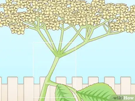 Image titled Identify Elderflower Step 9
